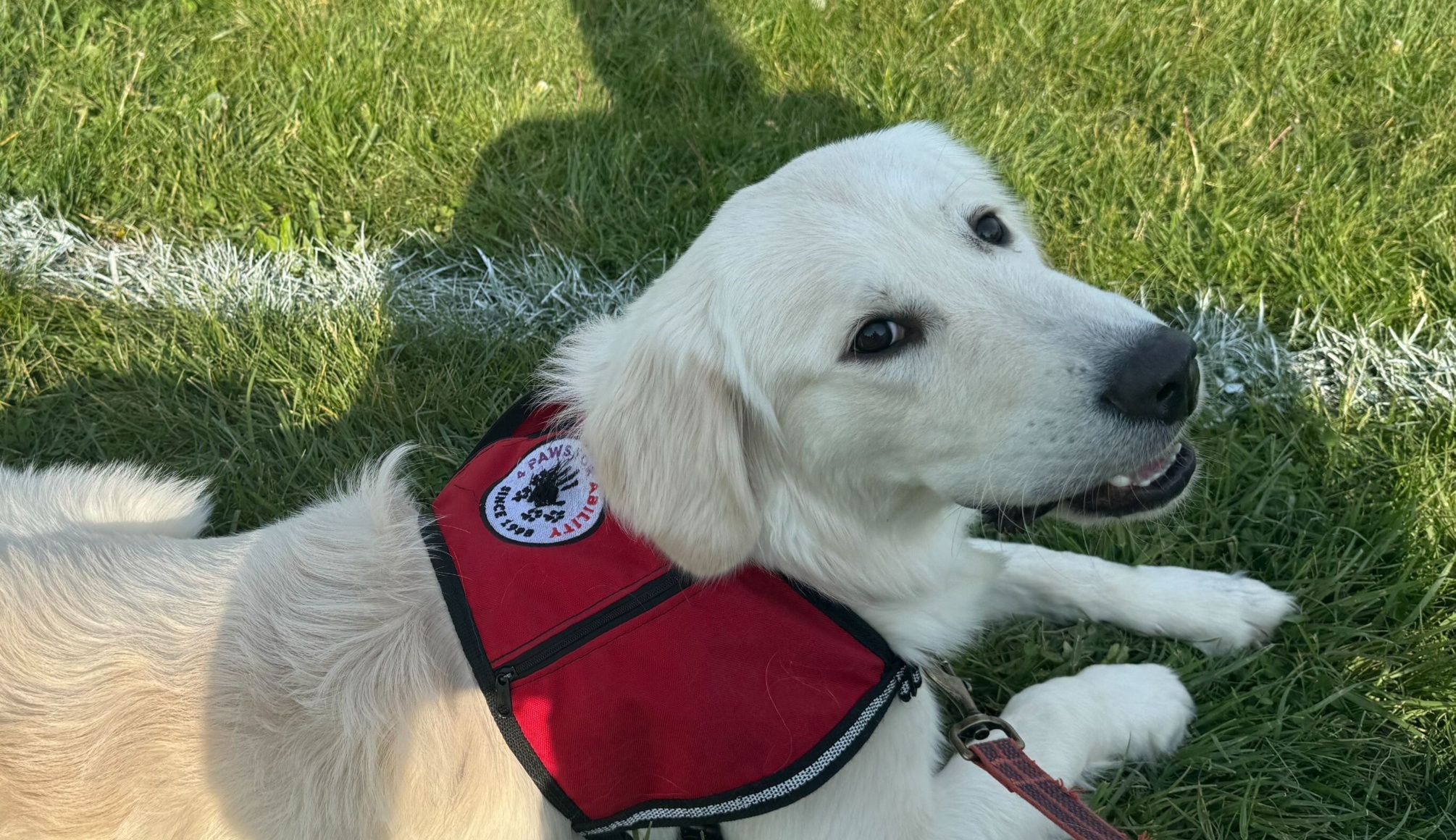 Matrix Sponsored Service Puppy